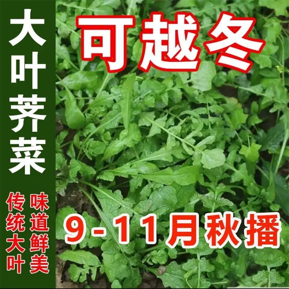 荠菜种子野生荠荠菜大叶
