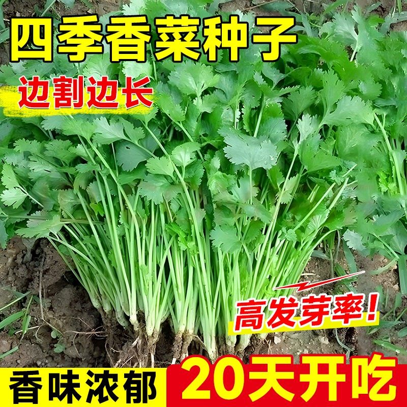 四季大叶香菜种子阳台盆栽速生浓香香菜农家菜园芫荽蔬菜种子大全