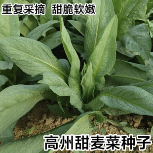 正宗广东高州甜麦菜种子盆栽耐热高产油麦菜四季易种阳台蔬菜种籽
