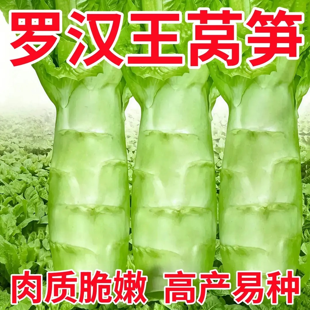 泰国罗汉王莴笋种子皮薄肉绿四季耐热耐寒竹节香莴笋莴苣蔬菜种子