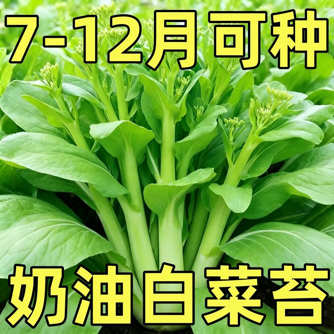 奶油白菜苔种子四季阳台盆栽蔬菜耐热耐寒菜薹懒人易种菜心青菜籽