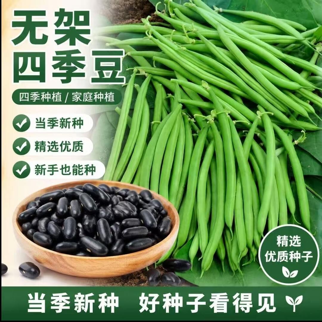 【无架四季豆种子】家庭阳台庭院种植易栽易活春秋耐热耐寒菜种子