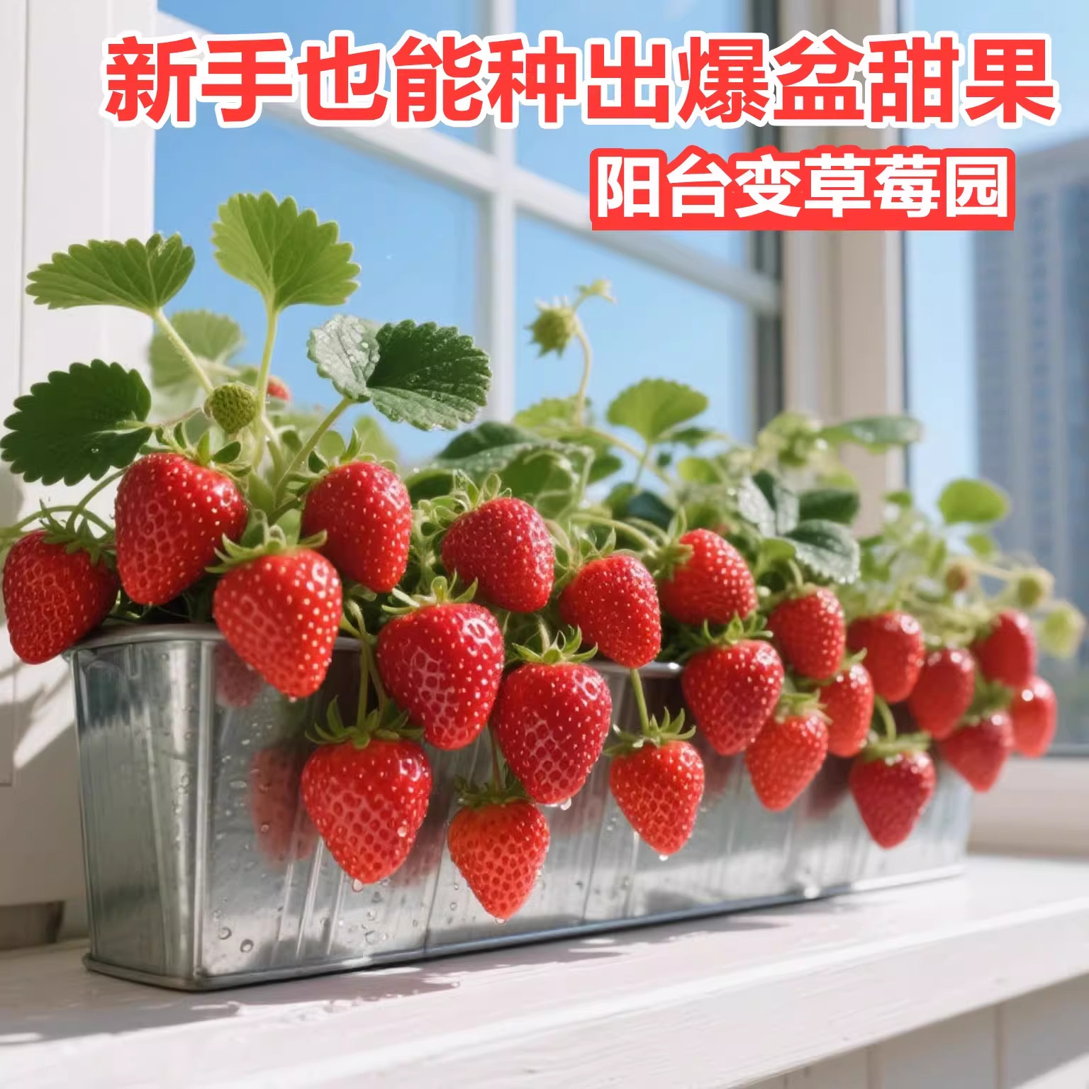 【丹东奶油草莓种子】四季播种草莓种籽阳台盆栽蔬菜庭院室外