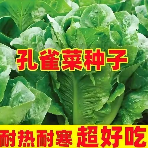 【孔雀沙拉菜种子】爽口好吃菜种子家庭阳台小院四季种植盆栽地栽