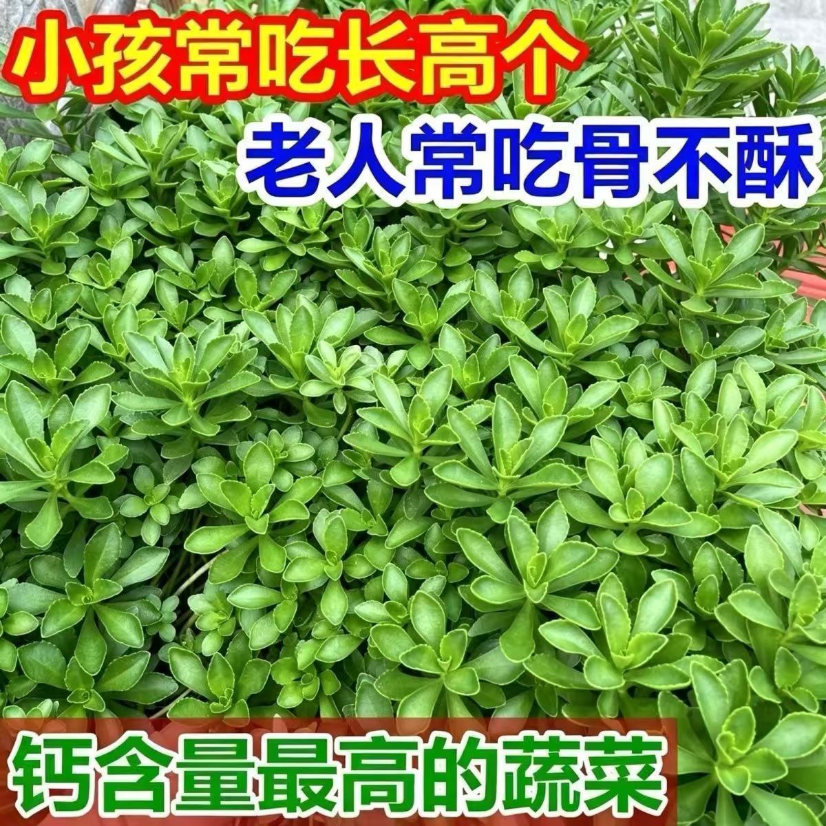 高钙养心菜一年四季种救心菜籽种田七盆栽庭院三七菜种子蔬菜种子
