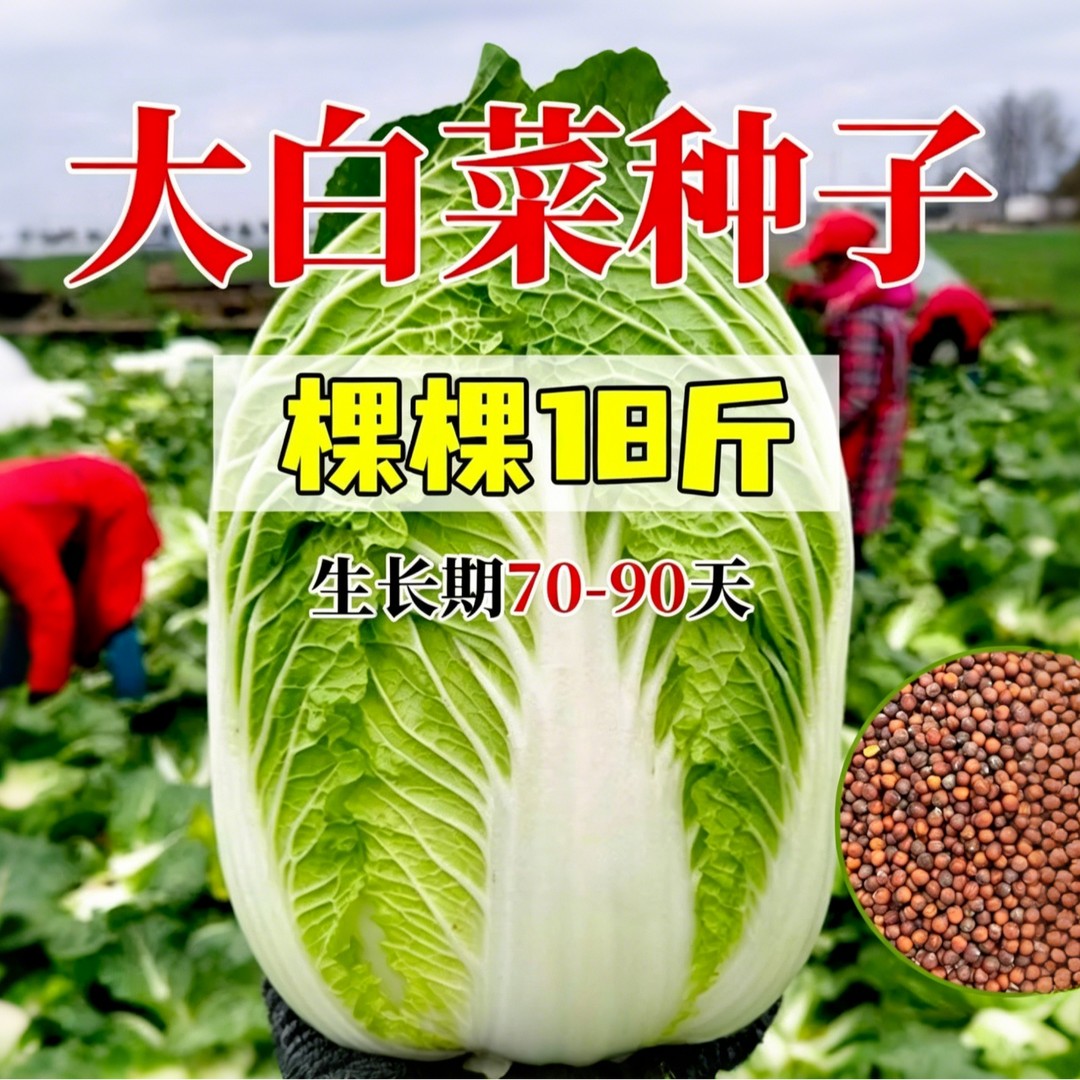 冬储十八斤白菜种子18斤冬储特大白菜种子高产抗病农家蔬菜种孑子
