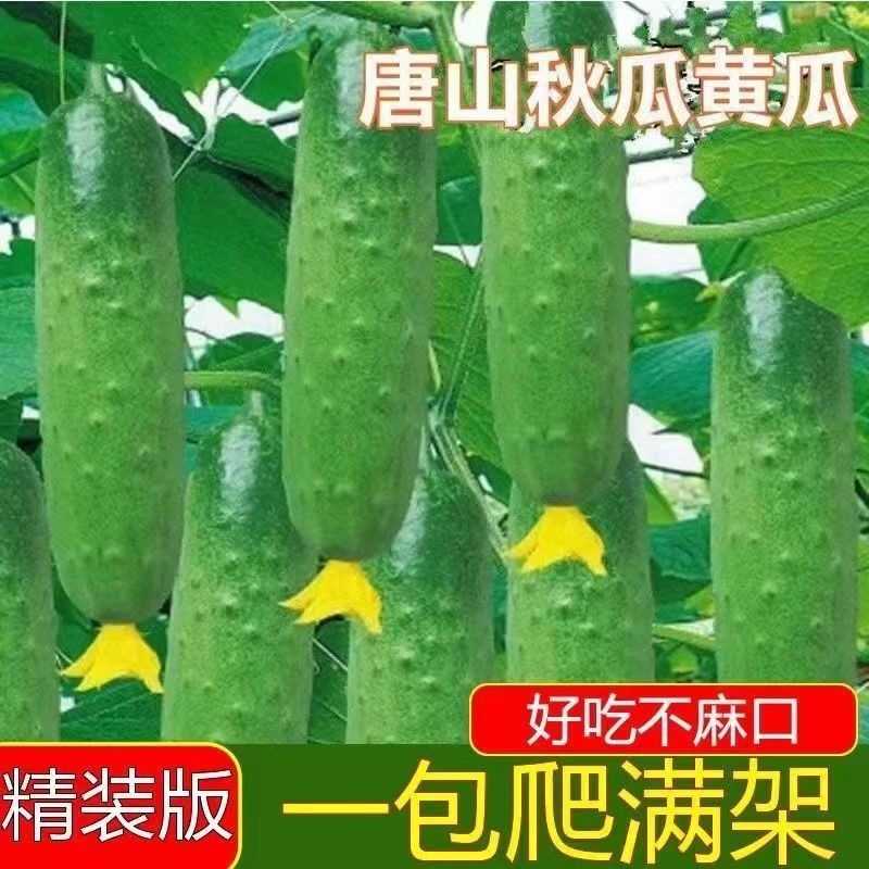 唐山秋瓜种子旱黄瓜种子可生吃易种耐热春秋播种水果黄瓜蔬菜种子