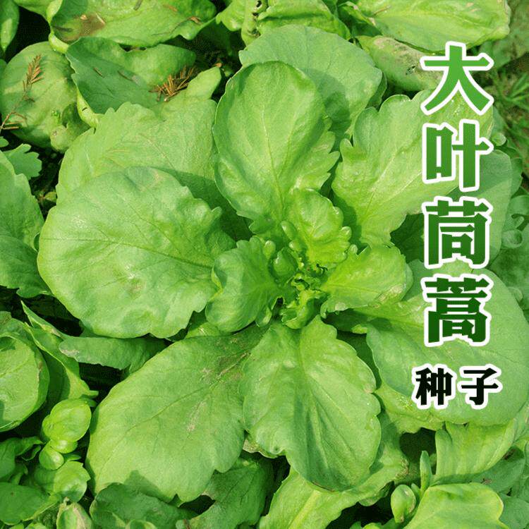 11月12月1月大叶茼蒿种子茼蒿皇帝菜种籽阳台种植农家蔬菜种子