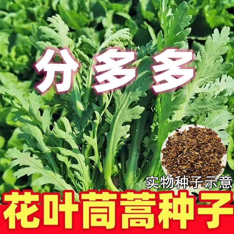 【花叶茼蒿种子】中叶茼蒿皇帝菜可多次采收农家小院秋冬蔬菜种子