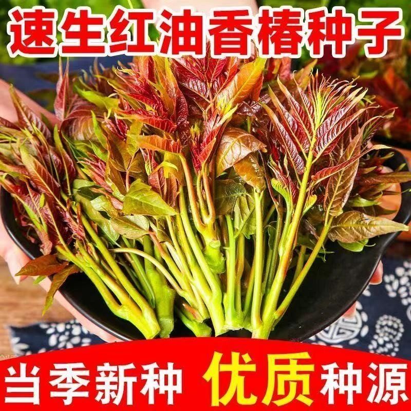 香椿种子红油香椿种子食用香椿树种子庭院阳台红香椿种籽药材种子