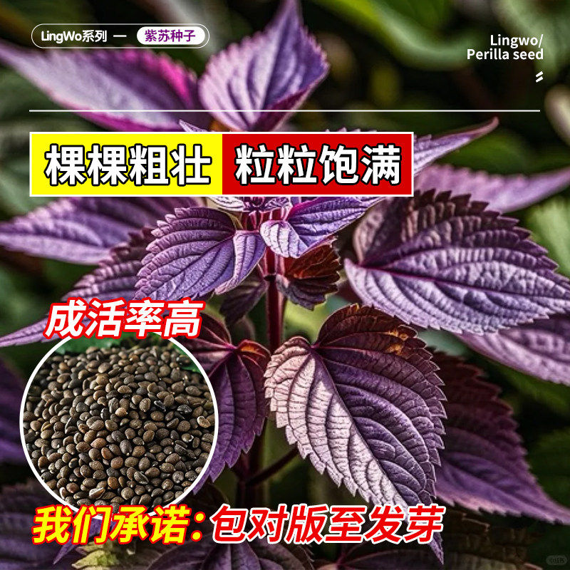 紫苏种籽春秋季蔬菜单面紫色苏子种籽特色菜四季钙菜农家蔬菜种子