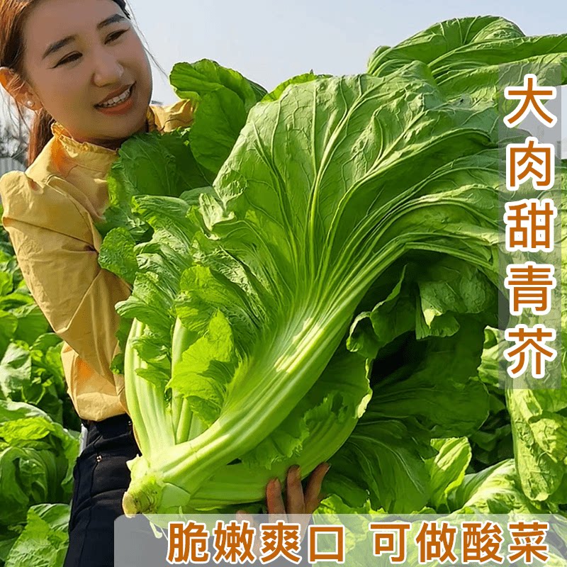 大肉甜青芥种子包心甜芥菜种子四季阳台做酸菜农家蔬菜种子秋冬