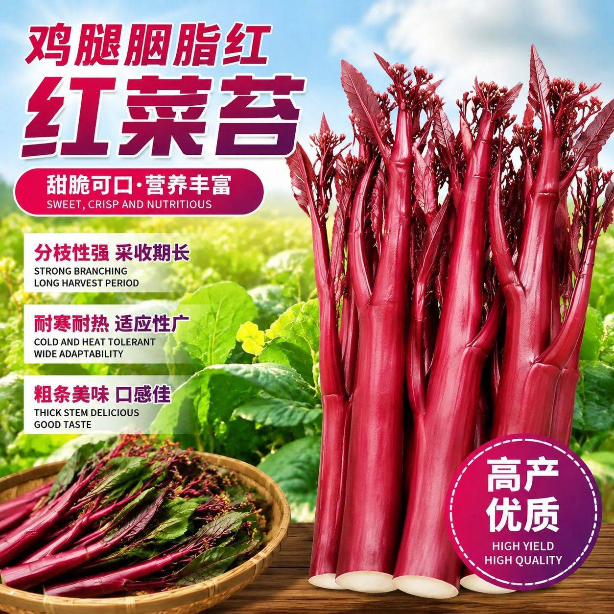 鸡腿胭脂红红菜苔种子种籽菜籽春秋四季菜心南方冬季耐寒蔬菜种孑