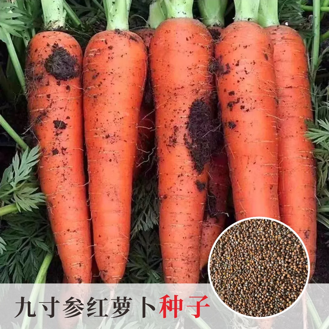 【九寸红胡萝卜种子】春秋季耐寒蔬菜萝卜生吃脆甜田园红萝卜种子
