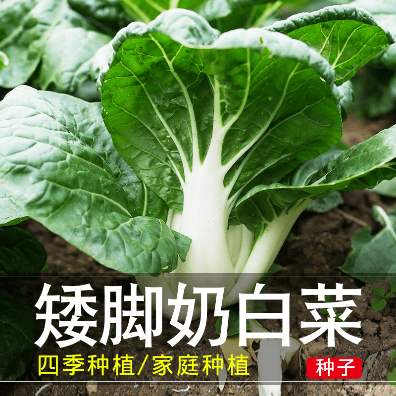 四季矮脚小青菜种籽子奶油