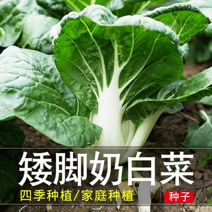 奶白菜种子苗奶油四季 盆栽籽种油菜子 矮脚小青菜种籽子秋冬季