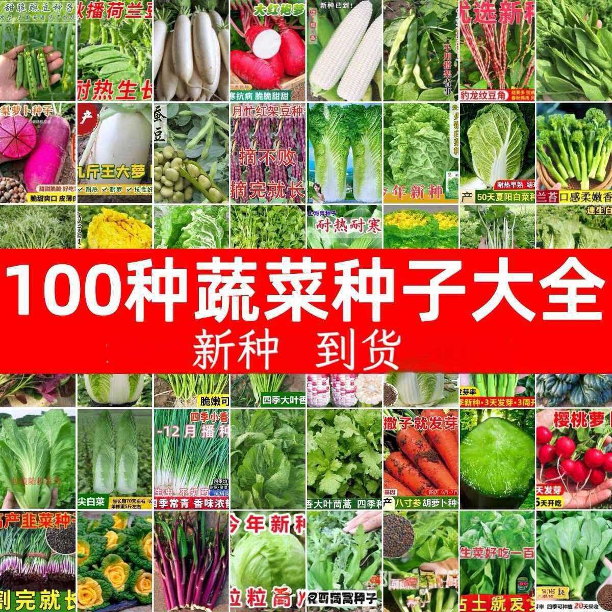 四季蔬菜种子香菜萝卜辣椒黄瓜茄子豆角番茄瓜果蔬菜种孑籽种大全