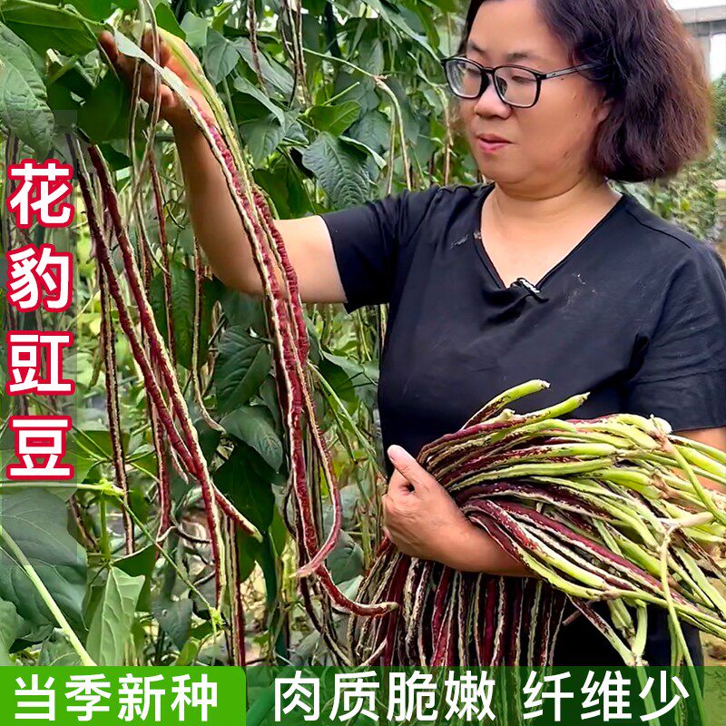 花豹长豇豆种籽龙纹豇豆四季阳台盆栽庭院菜园地种植蔬菜种子饱满