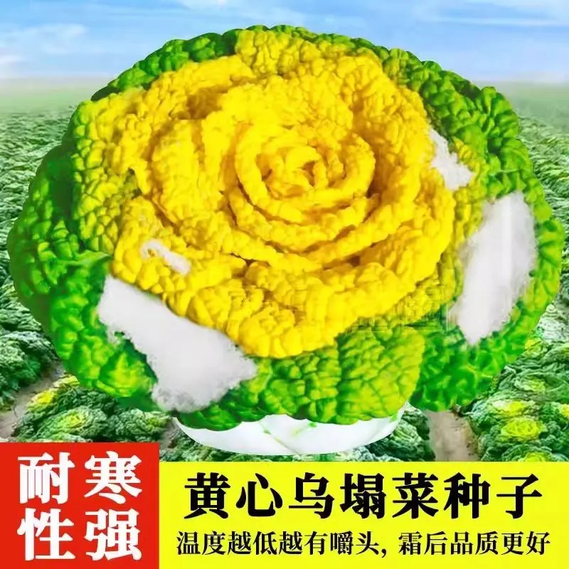黄心乌塌菜种子耐寒黄色纤维庭院种植菊花心奶油黄心菜苗蔬菜种子