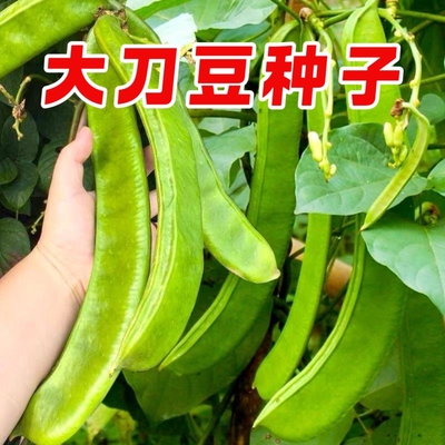大刀豆种子刀豆苗特长特大巨型扁豆角四季高产搭架蔬菜种子大全