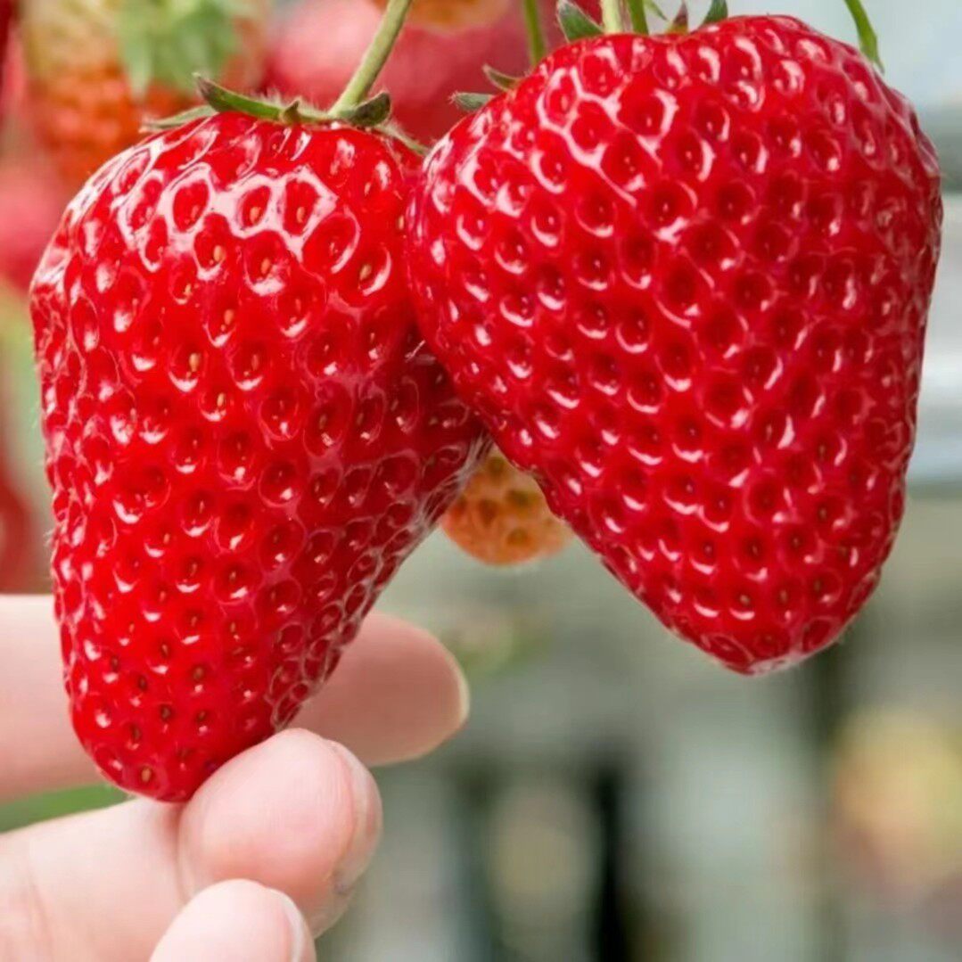 奶油草莓种子四季播秋冬草莓苗种籽阳台盆栽蔬菜庭院室外蔬菜种子