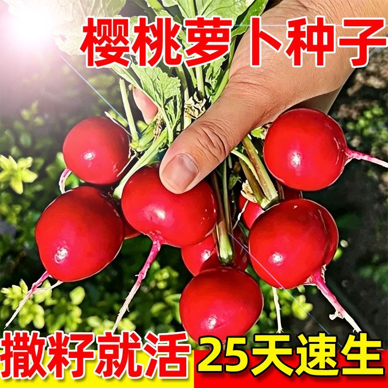早熟水果樱桃萝卜种子袖珍新鲜脆甜多汁红色阳台速收水果萝卜南方