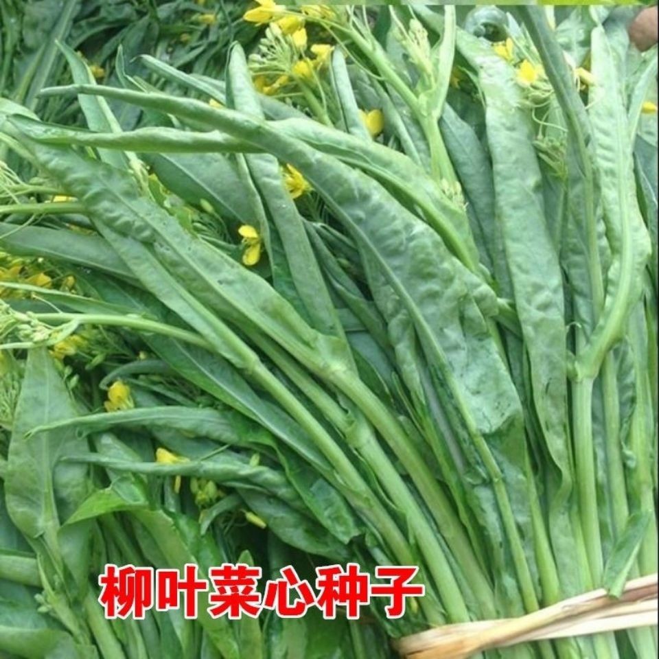 柳叶菜心种子桂林甜脆菜心种籽阳台特色高产耐热四九菜心秋冬蔬菜