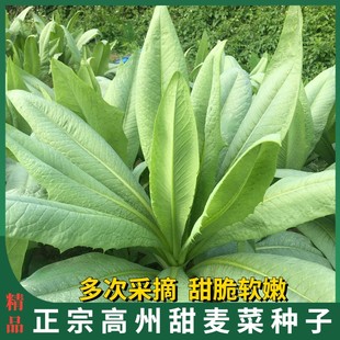 广东高州甜麦菜种子苗四季易种大叶苦麦菜阳台蔬菜种春秋耐寒耐热