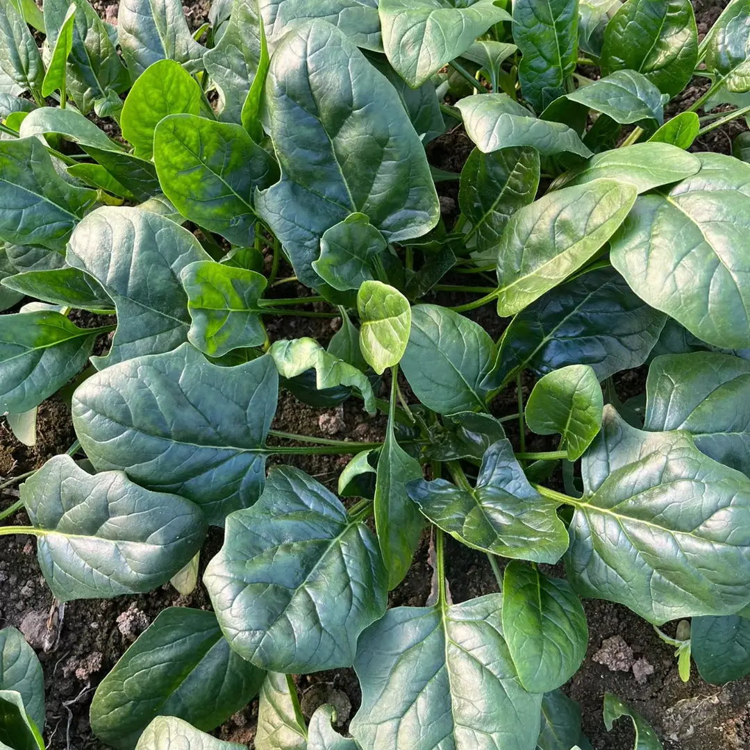 【趴地菠菜种子】四季地趴菠菜阳台花盆可种菠菜夏秋耐热种子耐寒