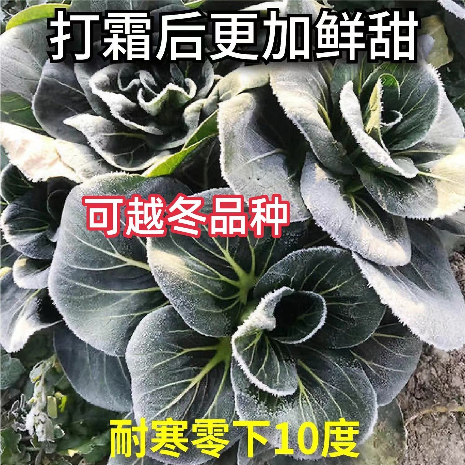 可过冬矮脚黑叶苏州青种子