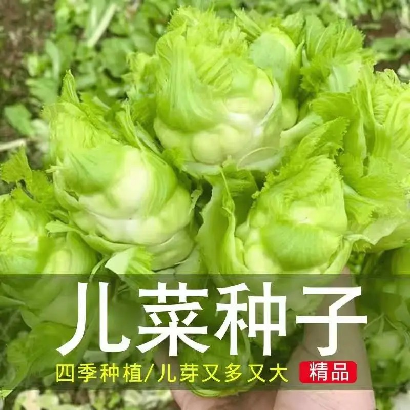 儿菜种子早熟脆嫩四川抱子芥娃娃菜种子脆嫩胖儿菜腌咸菜酸菜种子