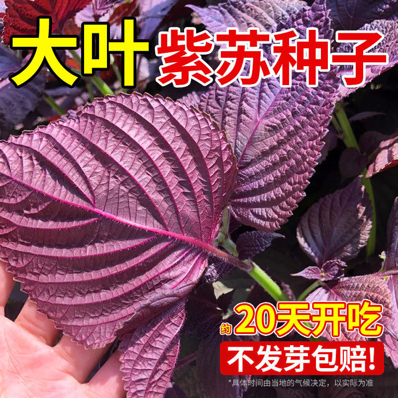 紫苏种籽春秋季蔬菜单面紫色苏子种籽特色菜四季钙菜农家蔬菜种子