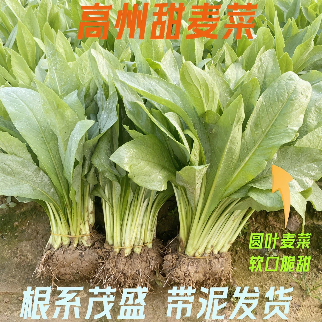 正宗高州甜麦菜容易养活带泥发货阳台庭院楼顶白梗新鲜蔬菜四季