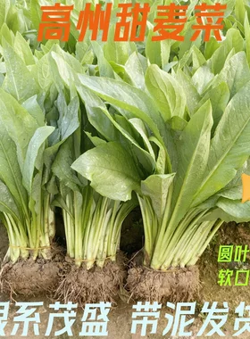 正宗高州甜麦菜容易养活带泥发货阳台庭院楼顶白梗新鲜蔬菜四季