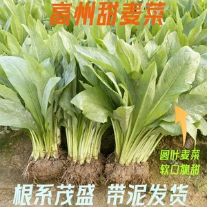 正宗高州甜麦菜容易养活带泥发货阳台庭院楼顶白梗新鲜蔬菜四季