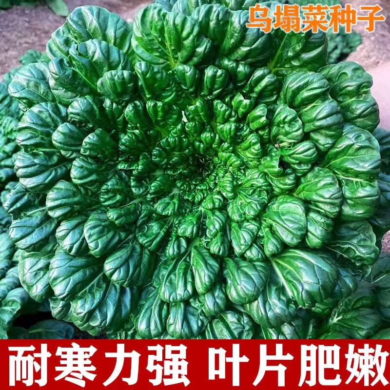 【乌塌菜种子】菜地乌塌黄易栽培耐寒叶大肥厚纤维少乌塌菜子