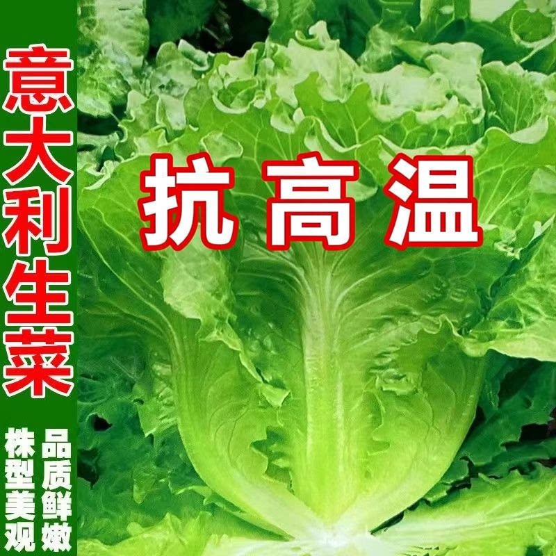 意大利生菜种子耐热爽脆青菜沙拉菜籽阳台庭院种植蔬菜种子大全