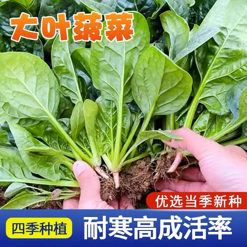 大叶红根菠菜种子耐热耐寒种籽菠菜种籽春秋冬四季农家蔬菜籽种子