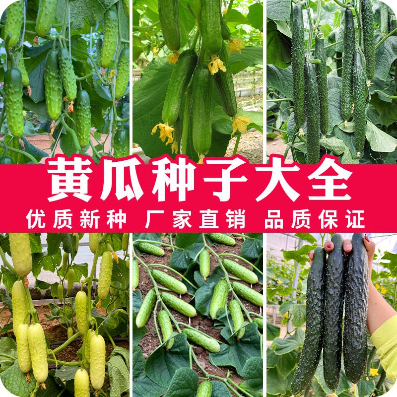 水果黄瓜种子大全黄瓜组合四季阳台庭院脆甜本地黄瓜老品种种子