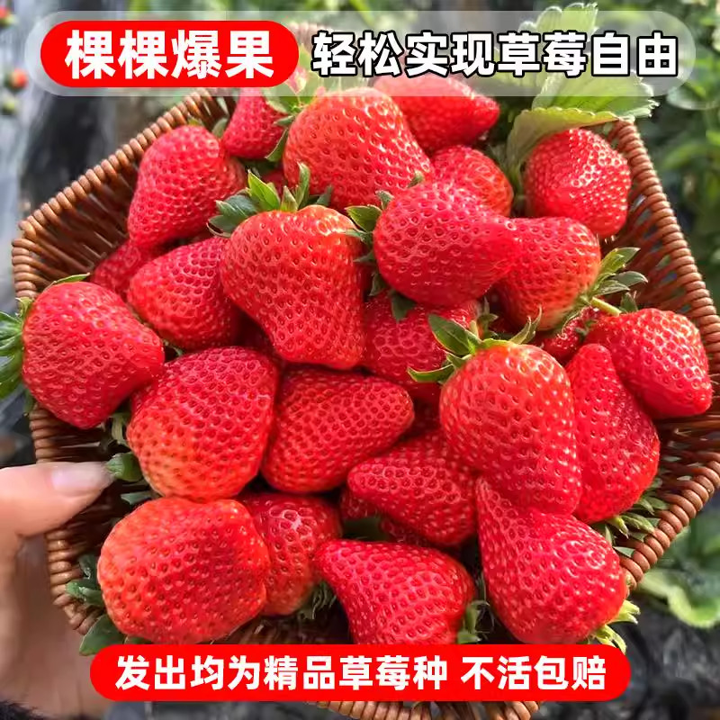 【丹东奶油草莓种子】四季播种草莓种籽阳台盆栽蔬菜庭院室外