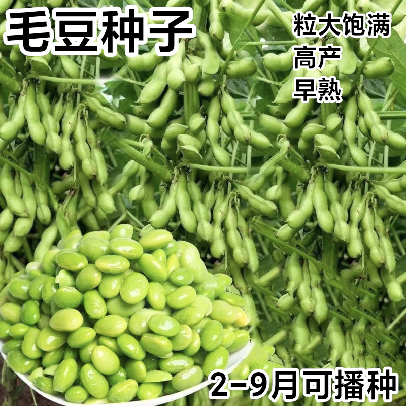 九月寒毛豆种子早熟高产菜种籽蔬菜种孑九月鲜四季种植青豆菜豆