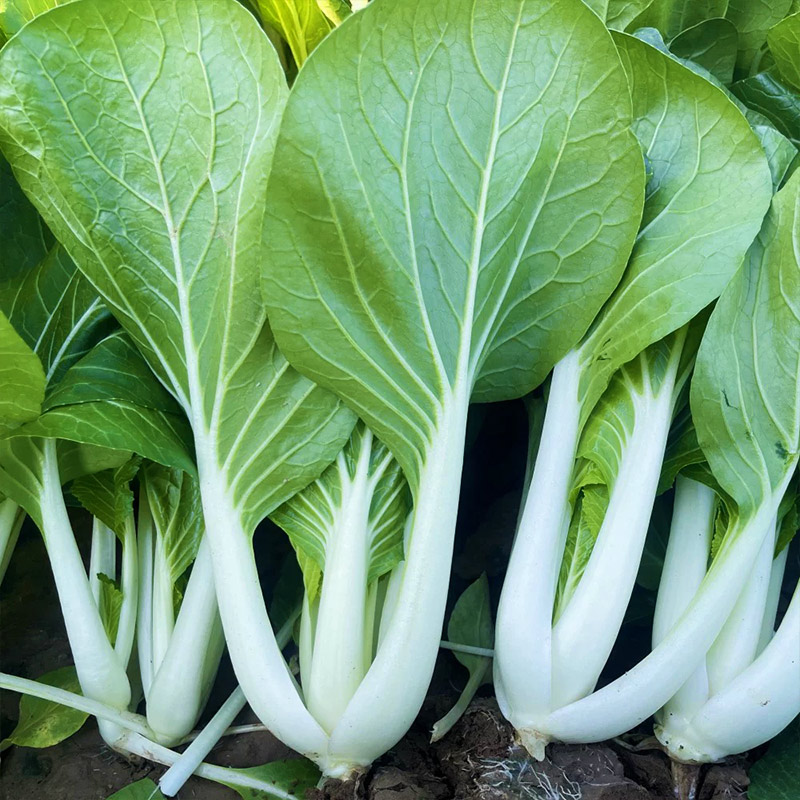 四季小白菜种子奶油小白菜耐热速