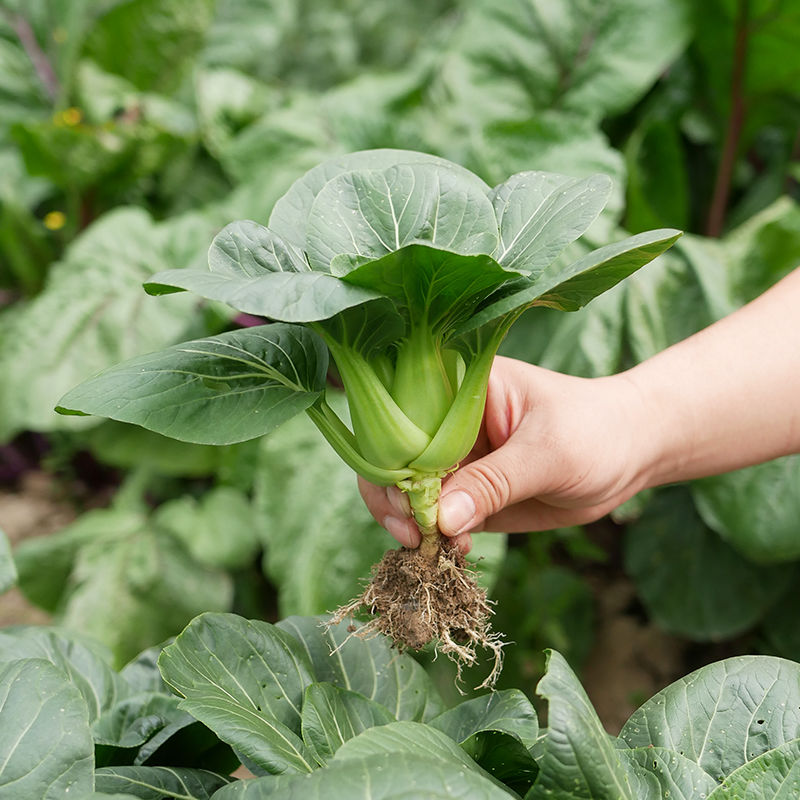 耐热黑大头青菜上海青种子矮脚青菜籽四季油菜小青菜蔬菜种子蔬菜