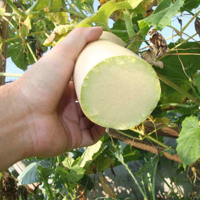 砍瓜种子神奇南瓜种籽随吃随砍春季爬藤蔬菜种子农家庭院阳台四季