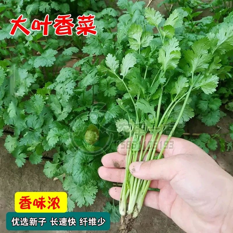 四季大叶香菜种子阳台盆栽速生浓香香菜农家菜园芫荽蔬菜种子大全