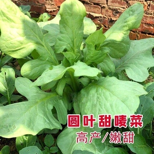 大圆叶恩平唛甜唛菜种籽苦麦菜种子四季盆栽青菜籽种农家蔬菜种孑