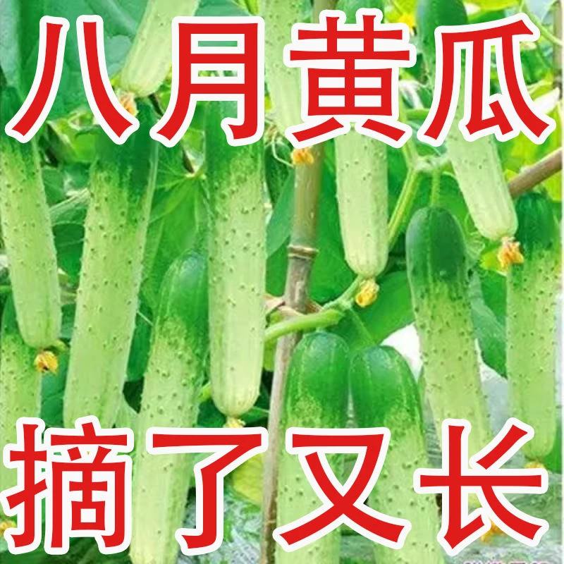 (拍2发3)唐山秋瓜种子水果黄瓜种籽夏季秋季四季盆栽高产蔬菜种孑