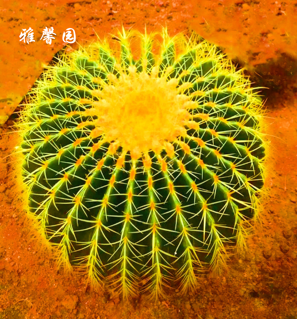 金虎仙人球大号实生金琥金冠多肉高端开花室内盆栽品种大全防辐射