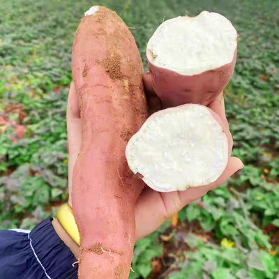 板栗红薯正宗沙地蜜薯粉面