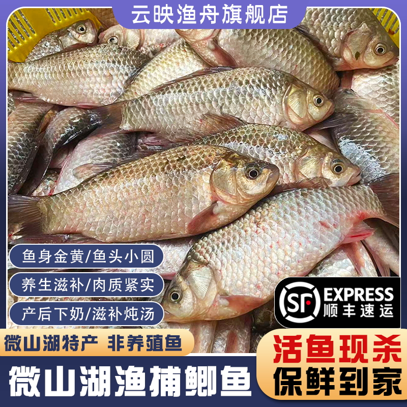 微山湖生态鲫鱼新鲜活鱼现杀顺丰